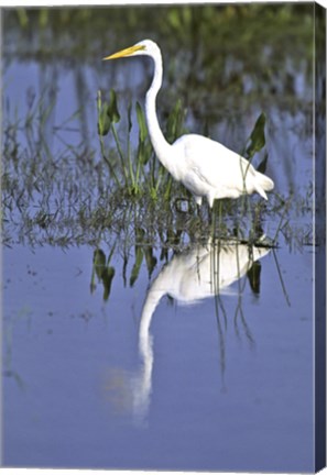 Framed Reflection of a Great Egret in Water Print