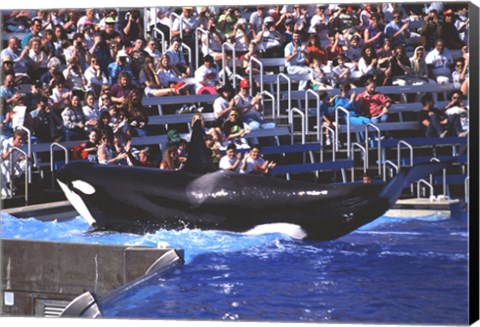 Framed Killer Whale Sea World San Diego California USA Print