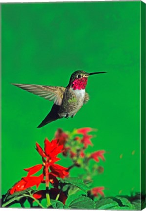 Framed Broad-Tailed hummingbird hovering over flowers, Arizona, USA Print
