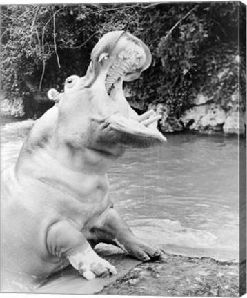 Framed Hippopotamus yawning Print