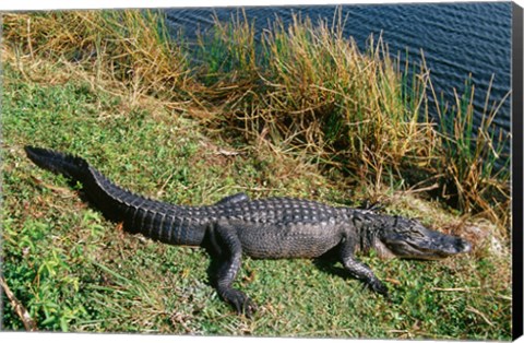 Framed Alligator Everglades National Park Florida USA Print