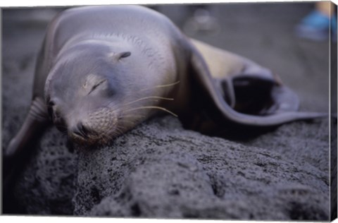 Framed Close-up of a Sea Lion sleeping on a rock, Galapagos Islands, Ecuador Print