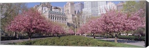 Framed Cherry Trees, Battery Park, NYC, New York City, New York State, USA Print