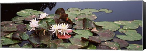 Framed Water lilies in a pond, Olbrich Botanical Gardens, Madison, Wisconsin Print