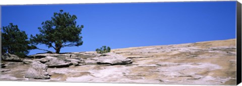 Framed Trees on a mountain, Stone Mountain, Atlanta, Fulton County, Georgia Print
