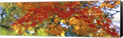 Framed Fall Foliage, Guilford, Baltimore City, Maryland, USA Print