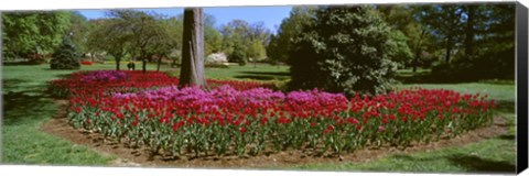 Framed Azalea and Tulip Flowers in a park, Sherwood Gardens, Baltimore, Maryland, USA Print