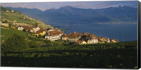 Framed Village on a hillside, Rivaz, Lavaux, Switzerland Print