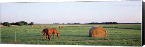 Framed Horses And Hay, Marion County, Illinois, USA Print