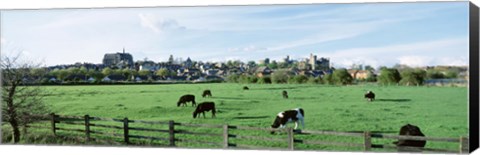 Framed Cows grazing in a field with a city in the background, Arundel, Sussex, West Sussex, England Print