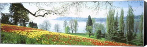 Framed Lake Constance, Insel Mainau, Germany Print