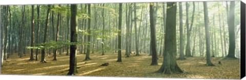 Framed Woodlands near Annweiler Germany Print