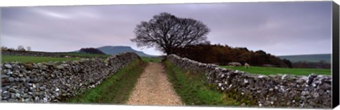 Framed Stone Walls Along A Path, Yorkshire Dales, England, United Kingdom Print