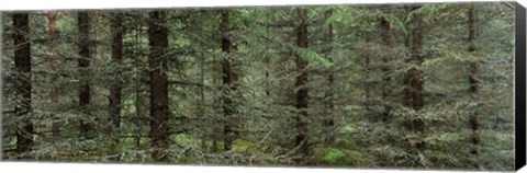 Framed Trees in a forest, Spruce Forest, Joutseno, Finland Print