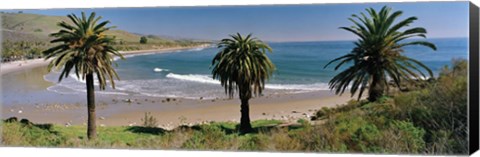 Framed High angle view of palm trees on the beach, Refugio State Beach, Santa Barbara, California, USA Print