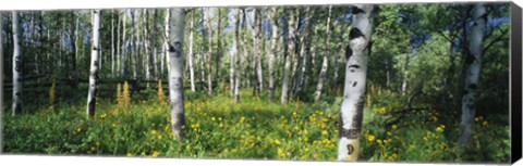 Framed Field of Rocky Mountain Aspens Print