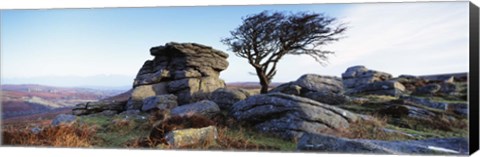 Framed Bare tree near rocks, Haytor Rocks, Dartmoor, Devon, England Print