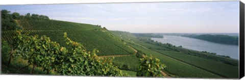 Framed Vineyards along a river, Niersteiner Hang, Rhine River, Nackenheim, Mainz-Bingen, Rhineland-Palatinate, Rheinhessen, Germany Print