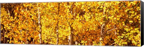 Framed Aspen trees with yellow foliage, Colorado, USA Print