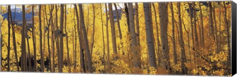 Framed Autumn Aspen trees, Colorado, USA Print