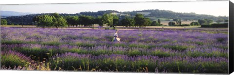 Framed Woman walking with basket through a field of lavender in Provence, France Print