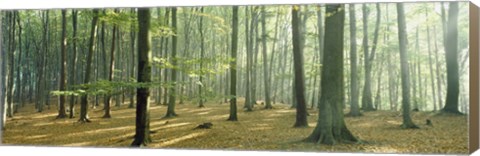 Framed Woodlands near Annweiler Germany Print