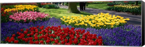 Framed Colorful flower beds, Keukenhof Garden, Lisse, The Netherlands Print