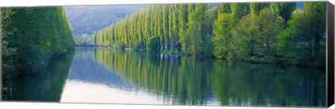 Framed Poplar Trees On River Aare, Near Canton Aargau, Switzerland Print