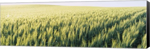 Framed Field Of Barley, Whitman County, Washington State, USA Print