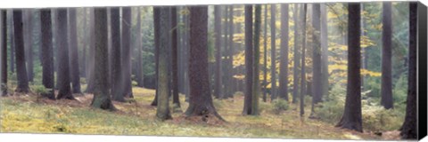 Framed Trees in the forest, South Bohemia, Czech Republic Print