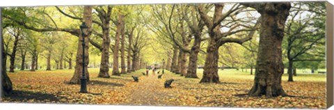 Framed Trees along a footpath in a park, Green Park, London, England Print