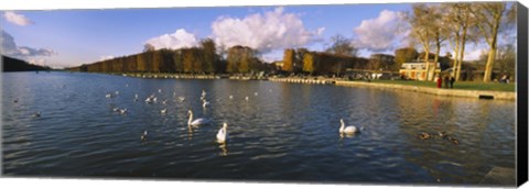 Framed Flock of swans swimming in a lake, Chateau de Versailles, Versailles, Yvelines, France Print