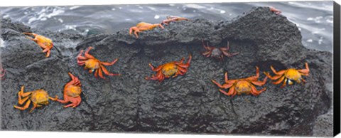 Framed High angle view of Sally Lightfoot crabs (Grapsus grapsus) on a rock, Galapagos Islands, Ecuador Print