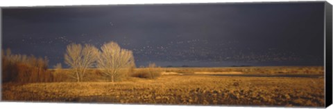 Framed Flock of Snow, Bosque del Apache National Wildlife Reserve, Socorro County, New Mexico Print