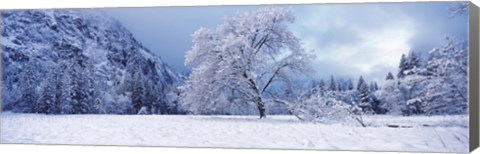 Framed Snow covered oak tree in a valley, Yosemite National Park, California, USA Print
