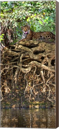 Framed Jaguar resting at the riverside, Three Brothers River, Meeting of the Waters State Park, Pantanal Wetlands, Brazil Print