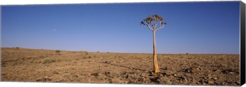 Framed Lone Quiver tree (Aloe dichotoma) in a field, Fish River Canyon, Namibia Print