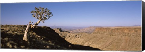 Framed Lone Quiver tree (Aloe dichotoma) in a desert, Ai-Ais Hot Springs, Fish River Canyon, Namibia Print