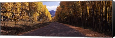 Framed Trees both sides of a dirt road, Jackson Guard Station, Owl Creek Pass, Ridgway, Colorado, USA Print