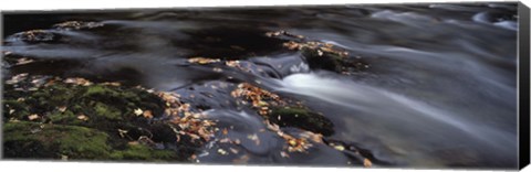 Framed Close-up of Dart River and fallen leaves, Dartmoor, Devon, England Print