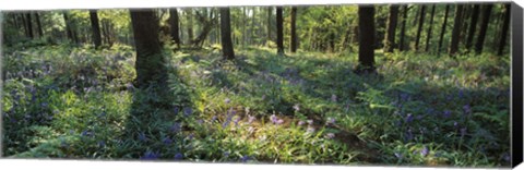 Framed Bluebells growing in a forest, Exe Valley, Devon, England Print