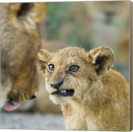 Framed Close-up of a lion cub, Ngorongoro Conservation Area, Arusha Region, Tanzania (Panthera leo) Print