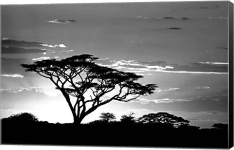 Framed Silhouette of Trees in Black and White, Ngorongoro Conservation Area, Arusha Region, Tanzania Print