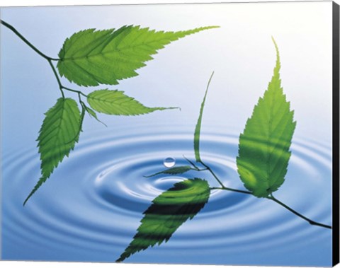 Framed Two branches with green leaves floating above blue water ripples Print