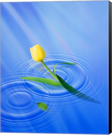 Framed Single yellow tulip rising from water ripples Print