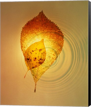 Framed Superimposed amber leaves over circles with bright light Print