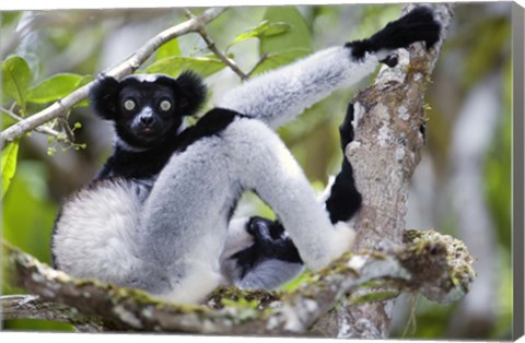 Framed Indri lemur (Indri indri) sitting on a tree, Andasibe-Mantadia National Park, Madagascar Print