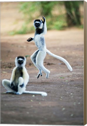 Framed Pair of Verreaux&#39;s sifaka in a field, Berenty, Madagascar Print
