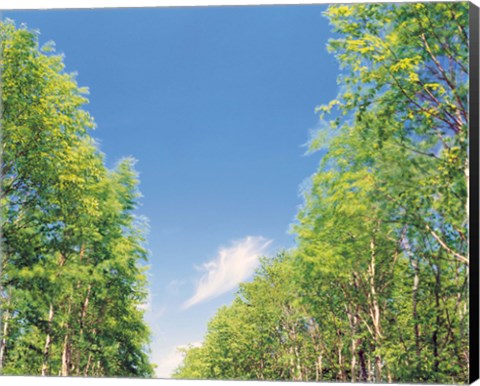 Framed View of Trees against Blue Sky Print
