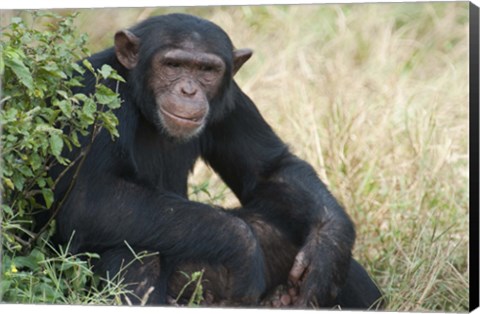 Framed Chimpanzee (Pan troglodytes) in a forest, Kibale National Park, Uganda Print